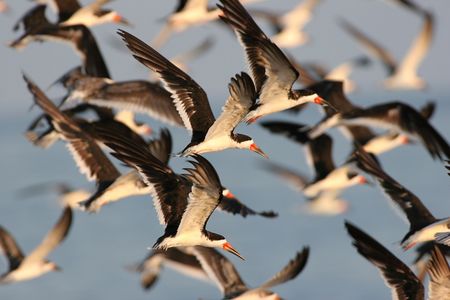 Flock of Black Skimmers flying at sunset in Cape May, New Jersey