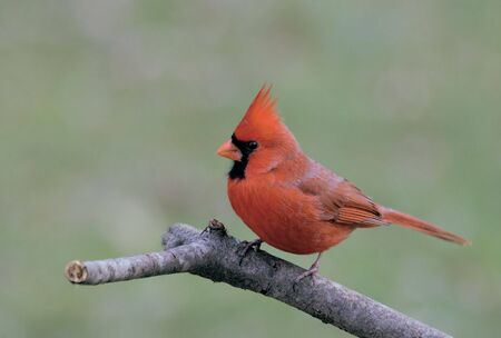 Male Cardinal in Winter