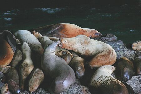 Sea Lions in a sea cave on the Pacific Coast