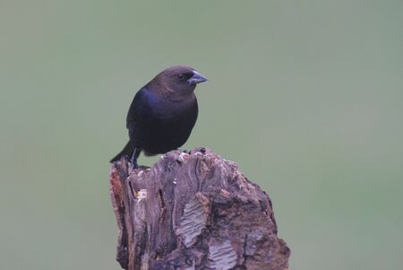 Brown-headed Cowbirdの写真素材