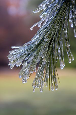 Winter ice storm on a pine branch