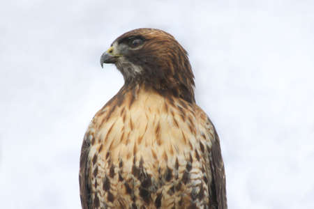 Red-tailed Hawkの写真素材