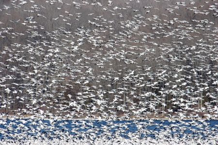 Huge flock of Snow Geese taking flight