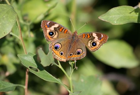 Buckeye Butterfly in a fieldの写真素材
