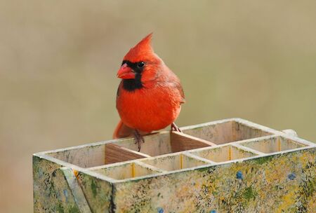 Northern Cardinal (cardinalis cardinalis) on a gardening tool boxの写真素材