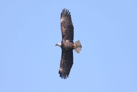 Bald Eagle (haliaeetus leucocephalus) in flight