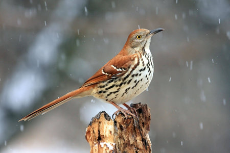Brown Thrasher (Toxostoma rufum) in a snow stormの写真素材