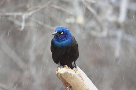 Common Grackle (quiscalus quiscula) in a snow storm