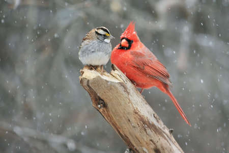 Northern Cardinal (cardinalis cardinalis) and a White-throated Sparrow (zonotrichia albicollis) in a snow stormの写真素材
