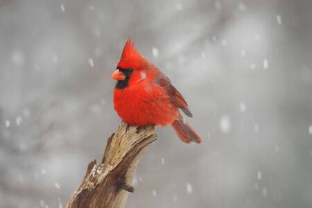 Northern Cardinal (cardinalis cardinalis) in a snow stormの写真素材