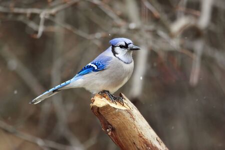 Blue Jay (corvid cyanocitta) on a stump in winterの写真素材