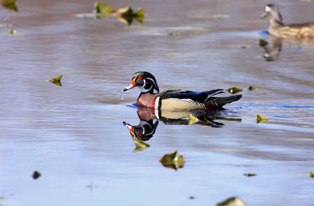 Wood Ducks (aix sponsa)の写真素材