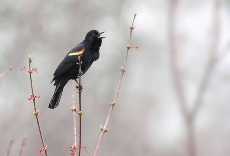 Red-winged Blackbird (Agelaius phoeniceus) Singingの写真素材