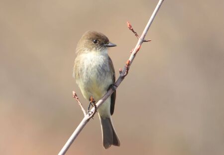 Eastern Phoebe (Sayornis phoebe) in early springの写真素材