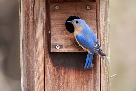 Male Eastern Bluebird (Sialia sialis) on a bird houseの写真素材