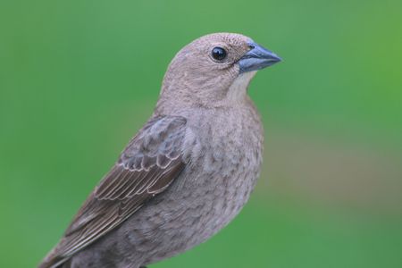 Female Brown-headed Cowbird (Molothrus ater)  notorious brood parasiteの写真素材