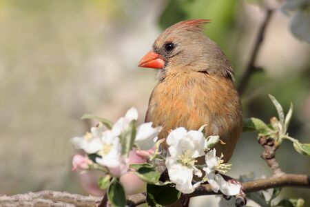 Female Northern Cardinal (cardinalis cardinalis) in an Apple Tree with blossomsの写真素材