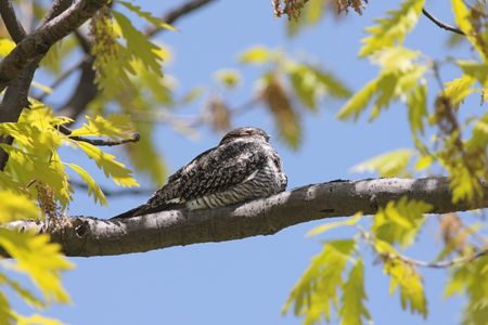 Common nighthawk (Chordeiles minor) sleeping on a tree during the day