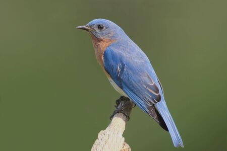 Male Eastern Bluebird (Sialia sialis) on a stumpの写真素材