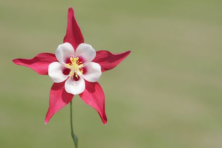 Wild Columbine Flower (aquilegia) in springの写真素材