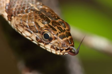 Northern Water Snake (nerodia sipedon) with his tongue out
