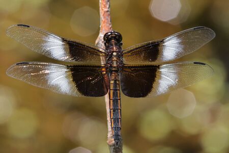 Widow Skimmer Dragonfly (Libellula luctuosa) perched on a stickの写真素材