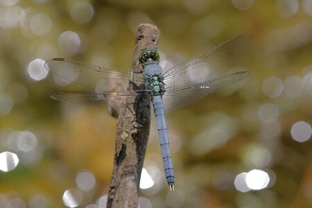 Eastern Pondhawk Dragonfly (Erythemis simplicicollis) perched on a stickの写真素材