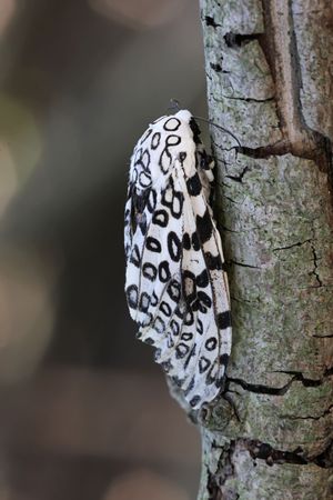 Great Leopard Moth (Hypercompe scribonia)の写真素材