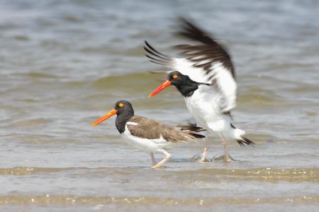 Pair of American Oystercatchers (Haematopus palliates)の写真素材
