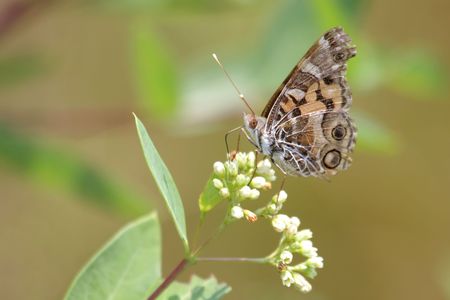 American Painted Lady Butterfly (Vanessa virginiensis) on milkweed flowersの写真素材