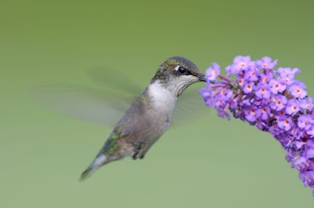 Hungry Ruby-throated Hummingbird (archilochus colubris) at a flowerの写真素材