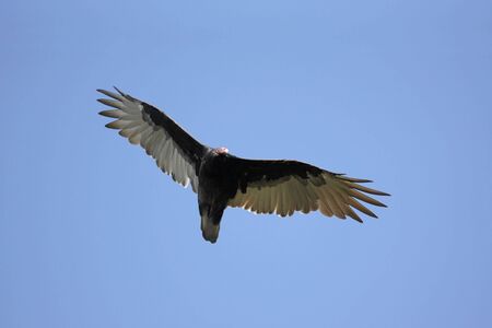 Turkey Vulture (Cathartes aura) in flight against a blue skyの写真素材