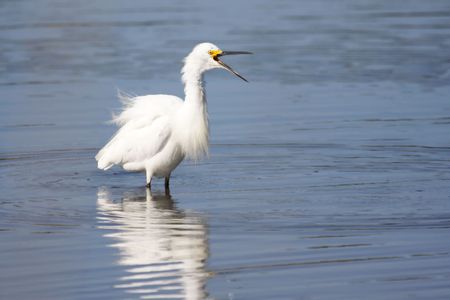 Snowy Egret (Egretta thula) in a pool near the Atlantic Oceanの写真素材