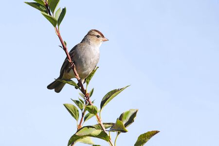 Juvenile White-crowned Sparrow (Zonotrichia leucophrys) on a branch with the sky in the background