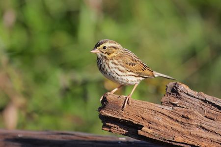 Savannah Sparrow (Passerculus sandwichensis) on a logの写真素材