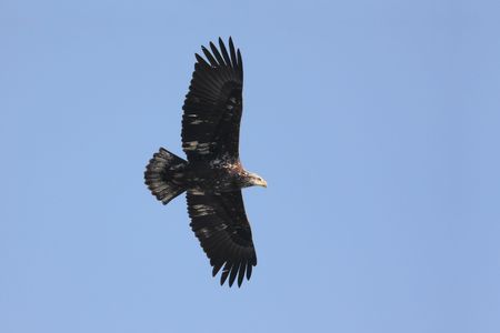 Sub-adult Bald Eagle (haliaeetus leucocephalus) in flight against a blue sky