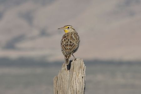 Western Meadowlark (sturnella neglecta) perched on a fenceの写真素材