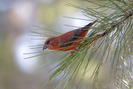 Male Red (or Common) Crossbill (Loxia curvirostra) in a pine tree in the Grand Canyon, Arizona