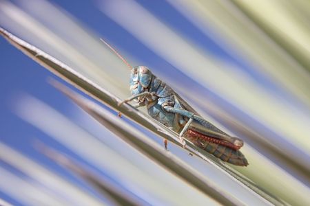 Grasshopper on a Yucca plant in the New Mexico desertの写真素材