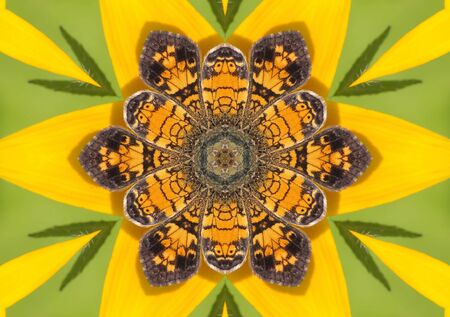 Kaleidoscopic Pearl Crescent Butterfly on a yellow flowerの写真素材