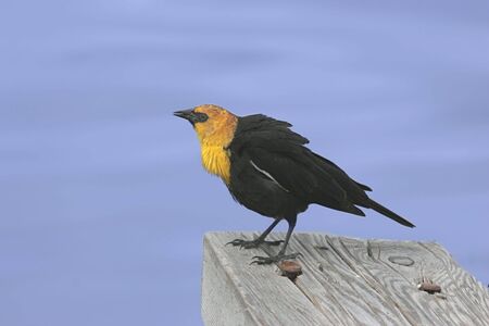 Yellow-headed Blackbird (Xanthocephalus xanthocephalus) - bird calling with water in the backgroundの写真素材