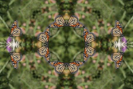 Kaleidoscopic Monarch Butterfly on a thistle flower with a green backgroundの写真素材