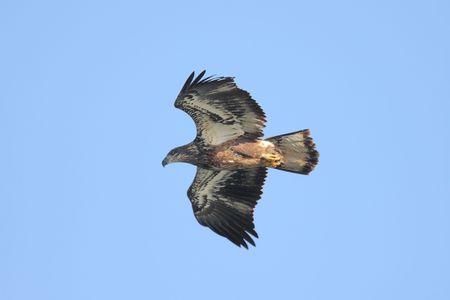 Adult Bald Eagle (haliaeetus leucocephalus) in flight against a blue skyの写真素材