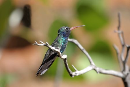 Broad-billed Hummingbird (Cynanthus latirostris) on a perchの写真素材