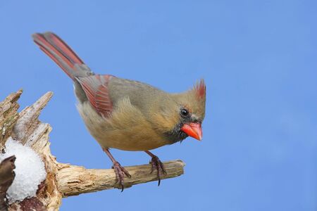Female Northern Cardinal (cardinalis cardinalis) on a stump with snow and a blue sky backgroundの写真素材