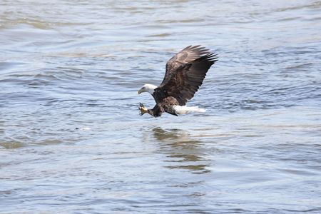 Shot # 1 in a series of an adult Bald Eagle (haliaeetus leucocephalus) catching a fishの写真素材