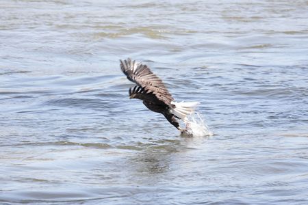 Shot # 2 in a series of an adult Bald Eagle (haliaeetus leucocephalus) catching a fishの写真素材