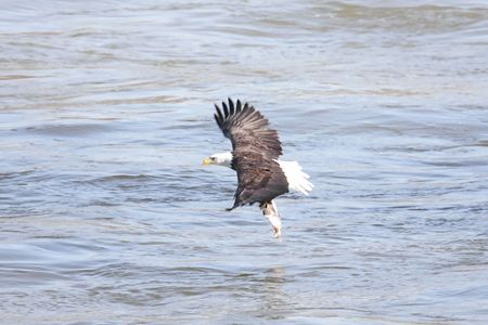 Shot # 5 in a series of an adult Bald Eagle (haliaeetus leucocephalus) catching a fishの写真素材