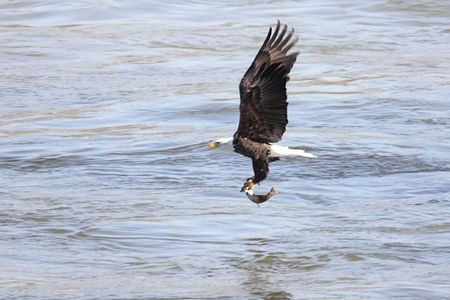Shot # 6 in a series of an adult Bald Eagle (haliaeetus leucocephalus) catching a fish