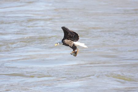 Shot # 7 in a series of an adult Bald Eagle (haliaeetus leucocephalus) catching a fishの写真素材